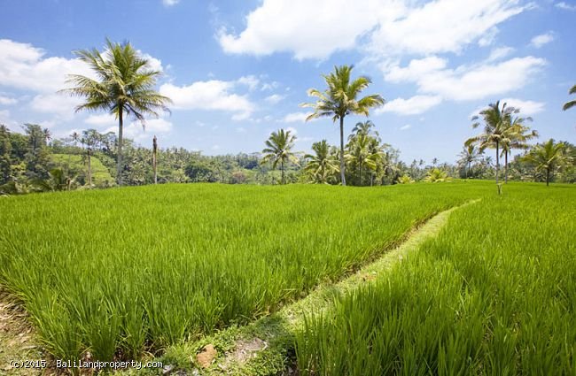  Freehold 531 riverside plot near Tanah Lot